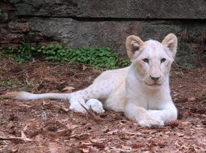 Gemas! Intip 6 Bayi Satwa Liar di Taman Safari Bogor Gemas! Intip 6 Bayi Satwa Liar di Taman Safari Bogor