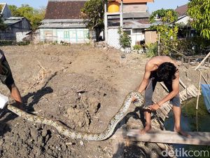 Warga Lamongan Tangkap Ular Sanca Kembang 15 Kg di Kolam Lele