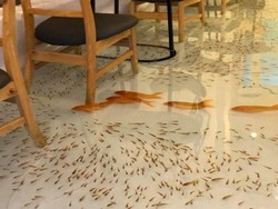 Seru! Di Restoran Ini Bisa Makan Sambil Merendam Kaki di Kolam Ikan