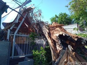Tak Ada Angin dan Hujan, Pohon Sono Tumbang Timpa Rumah