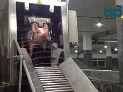 Setrum Babi Sebelum Disembelih hingga Tren Floating Breakfast ala Sultan