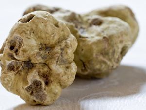 Bisa Beli Rumah Mewah! Ini Harga Jamur Truffle yang Capai Rp 2 M per Kilogram