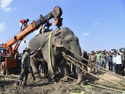 Gajah Osama bin Laden Mati Usai Ditangkap karena Tewaskan 5 Orang