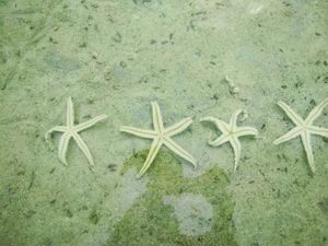 Bermain dengan Bintang Laut di Pulau Pari