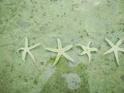 Bermain dengan Bintang Laut di Pulau Pari