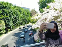 Tabebuya Bermekaran di Surabaya, Orang-orang Gatal dengan Kameranya