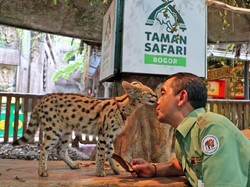 Gemas! Raut Kucing Hutan Afrika yang Takut tapi Kepo Saat Sentuh Es Batu
