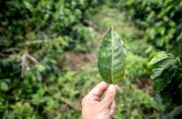 Daun Kopi Juga Enak Diolah Jadi Teh dan Urap Kaya Khasiat