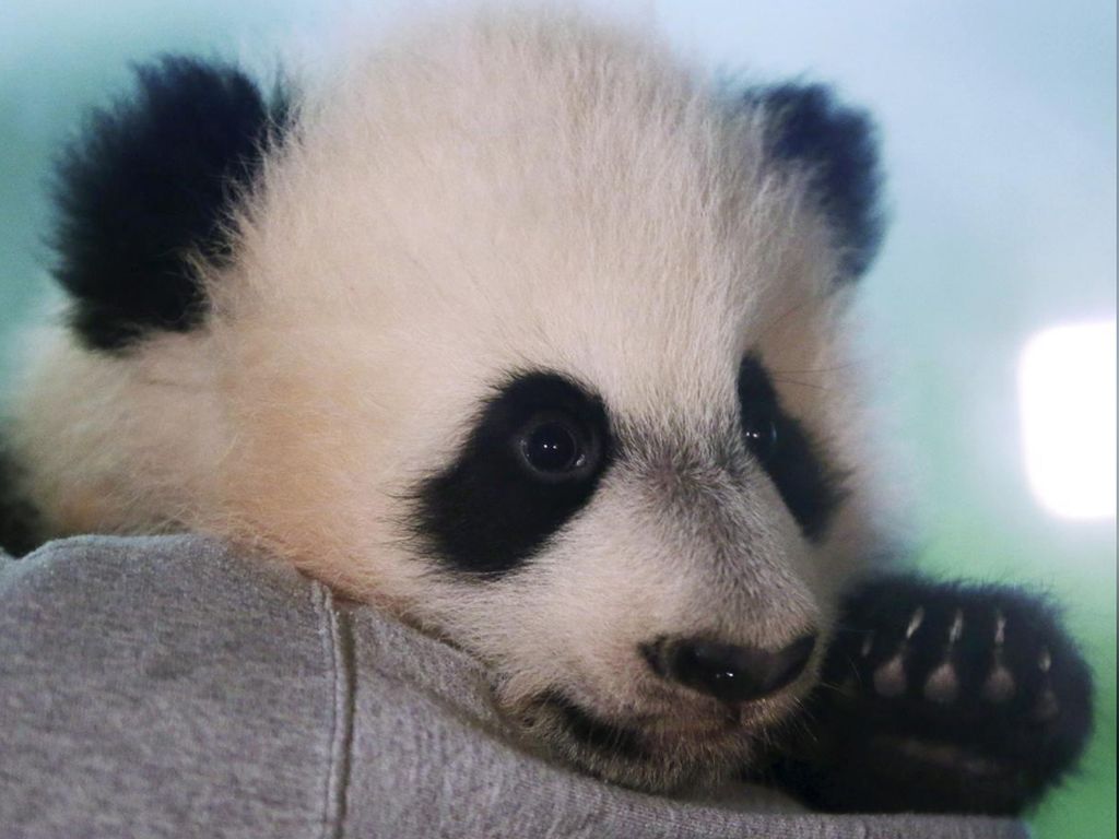 Bei Bei, Panda Raksasa yang Terbang Naik Jet Pribadi Bei Bei, Panda Raksasa yang Terbang Naik Jet Pribadi