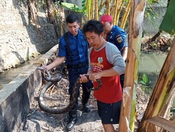 Ular Sanca 3 Meter Dievakuasi dari Selokan di Jagakarsa Jaksel