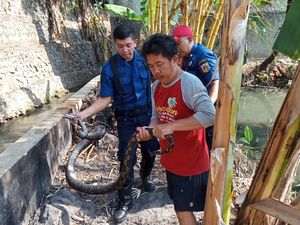 Ular Sanca 3 Meter Dievakuasi dari Selokan di Jagakarsa Jaksel Ular Sanca 3 Meter Dievakuasi dari Selokan di Jagakarsa Jaksel