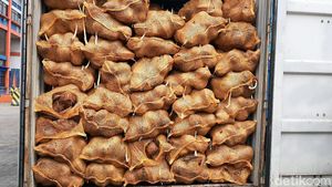 25 Kontainer Kelapa RI Ditolak Thailand Gara-gara Bertunas