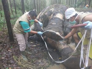 Miris! Gajah Liar Ditemukan Mati di Riau