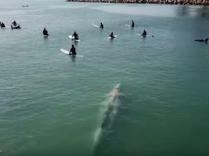 Terekam Drone: Paus Berenang di Antara Para Peselancar