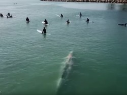 Terekam Drone: Paus Berenang di Antara Para Peselancar