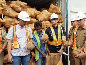 Thailand Pulangkan 25 Kontainer Kelapa RI Gara-gara Bertunas