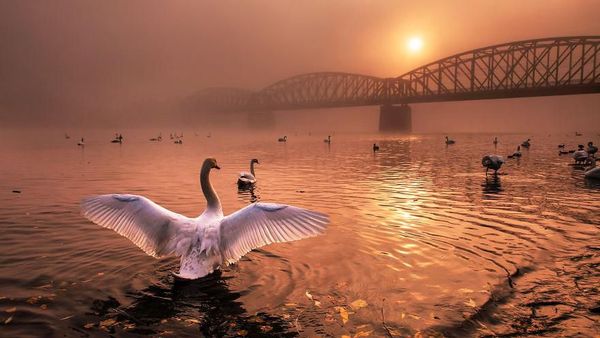 Foto Mengagumkan Pemenang Nature Photographer Of The Year 2019