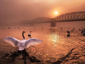 Foto Mengagumkan Pemenang Nature Photographer Of The Year 2019
