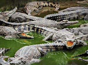 Ini 6 Hewan Paling Setia dengan Pasangannya, Apakah Ada Buaya? Ini 6 Hewan Paling Setia dengan Pasangannya, Apakah Ada Buaya?