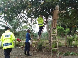 Ulat Bulu Serbu Sekolah di Lubukbasung Sumbar, Siswa Dipulangkan