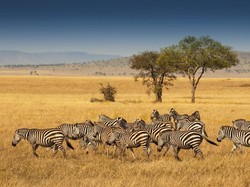 Bakal Ada Wakanda Digital di Afrika, Apaan Tuh?