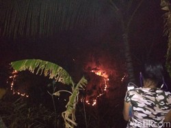 Kebakaran Hutan Pinus Ancam Pemukiman Warga Ponorogo
