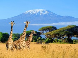 Tanda Tanya Nama Afrika