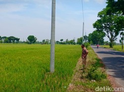 Petani di Madiun Sesalkan PLN yang Pasang Tiang Listrik Tanpa Izin