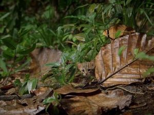 Lihat Deh, Ini Kucing Terkecil di Dunia