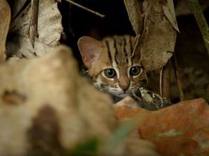 Gemas Banget: Penampakan Kucing Terkecil di Dunia