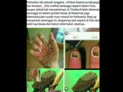 Beredar Info Gigitan Serangga Misterius Bikin Tangan Bolong, Ini Faktanya
