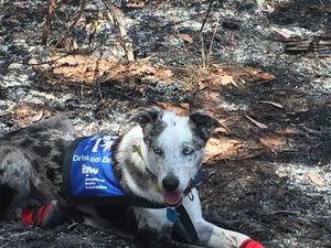 Perkenalkan Bear, Anjing Pintar yang Bantu Penyelamatan Koala