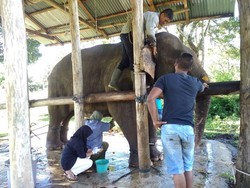 BKSDA Evakuasi Gajah Jinak yang Terluka Diserang Gajah Liar