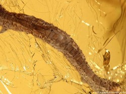 Peneliti Jerman Temukan Ulat Berumur 44 Juta Tahun