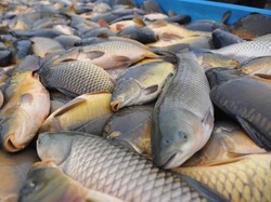 Hari Ikan Nasional, Ini 5 Ikan Air Tawar Indonesia yang Populer