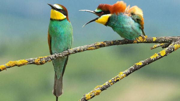 Deretan Jawara Kontes Foto Aksi Kocak dan Konyol Hewan