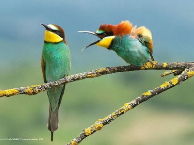 Deretan Jawara Kontes Foto Aksi Kocak dan Konyol Hewan