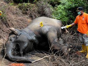 Miris! Gajah Sumatera Mati Diracun di Aceh Timur