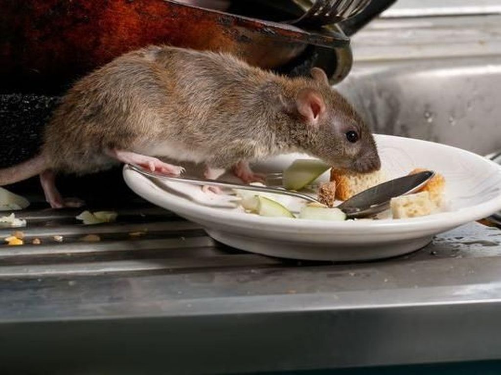 Kena Sial! Kepala Wanita Ini Dicakar Tikus Jatuh Saat Makan di Restoran