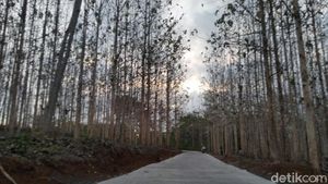 Foto: Kebun Jati yang Lagi Ngehits di Ciamis