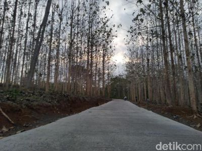 Foto: Kebun Jati yang Lagi Ngehits di Ciamis