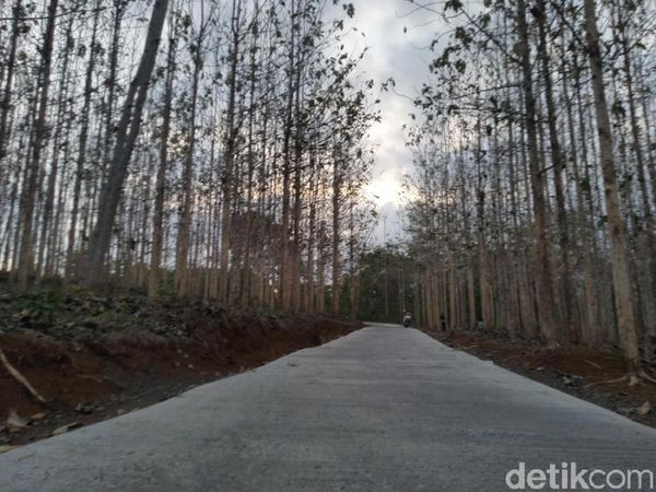 Foto: Kebun Jati yang Lagi Ngehits di Ciamis