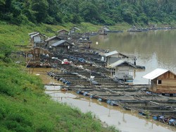 Mengenal Kenduri Swarnabhumi, Tradisi Melestarikan Sungai Batanghari