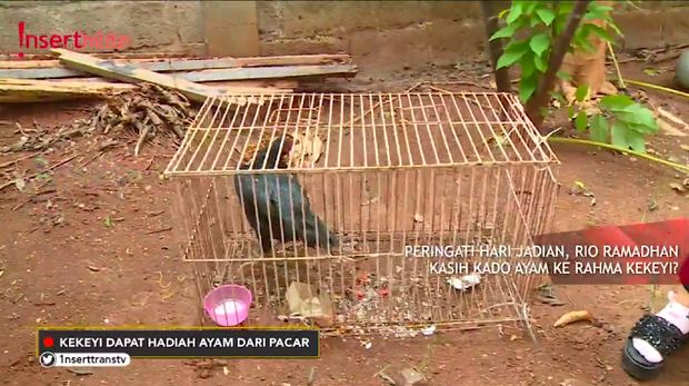Keiyo (Ayam dari Rio untuk Kekeyi)