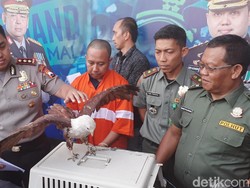 Tangkap Maling HP, Polisi Justru Temukan Elang Bondol yang Langka