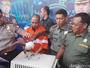Tangkap Maling HP, Polisi Justru Temukan Elang Bondol yang Langka Tangkap Maling HP, Polisi Justru Temukan Elang Bondol yang Langka