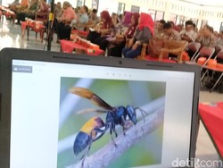 Pemkab Klaten Tanggung Pengobatan Korban Tawon Vespa, Ini Syaratnya