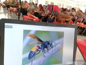 Waspadai Sengatan Tawon Vespa, Dinkes DKI Sebar Edaran ke Puskesmas Waspadai Sengatan Tawon Vespa, Dinkes DKI Sebar Edaran ke Puskesmas