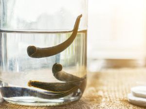 Hewan Annelida: Klasifikasi, Ciri dan Perannya