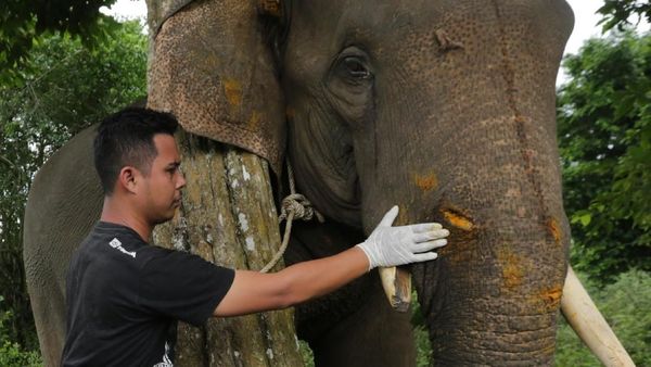 Pengobatan Gajah yang Terluka di Aceh